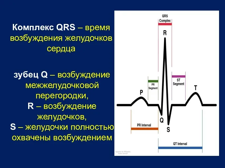 Комплекс QRS – время возбуждения желудочков сердца зубец Q –