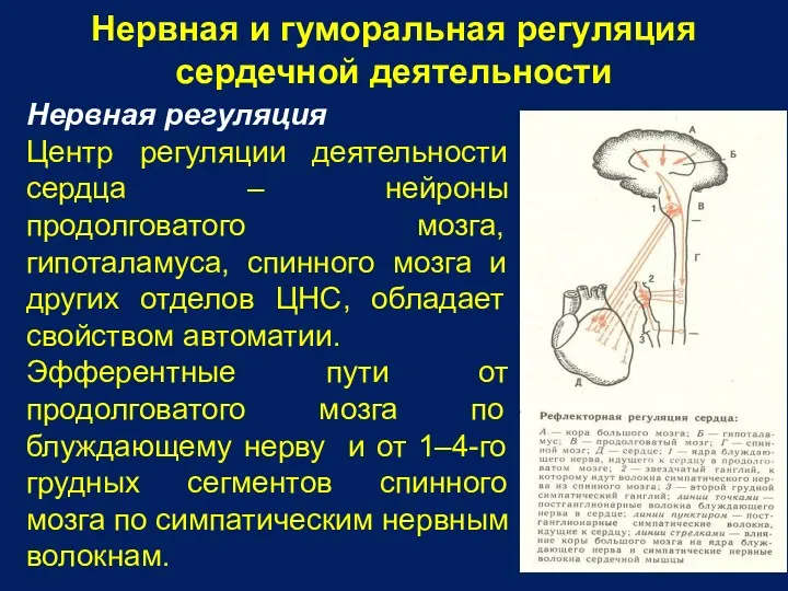 Нервная и гуморальная регуляция сердечной деятельности Нервная регуляция Центр регуляции