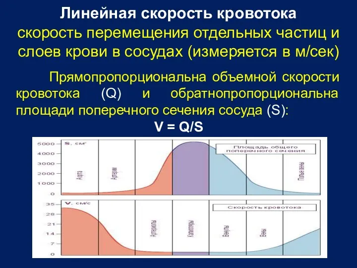 Линейная скорость кровотока скорость перемещения отдельных частиц и слоев крови