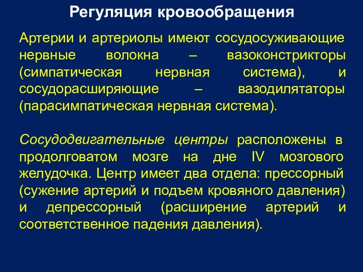 Регуляция кровообращения Артерии и артериолы имеют сосудосуживающие нервные волокна –