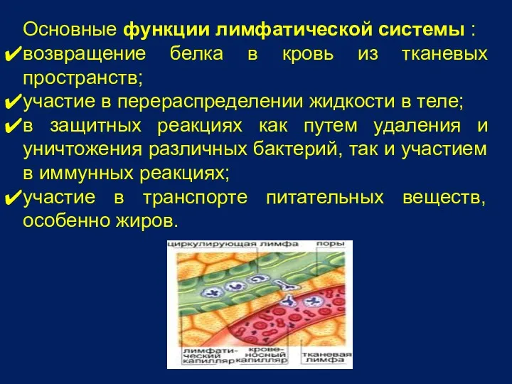 Основные функции лимфатической системы : возвращение белка в кровь из