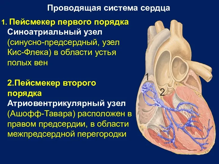 Проводящая система сердца Пейсмекер первого порядка Синоатриальный узел (синусно-предсердный, узел