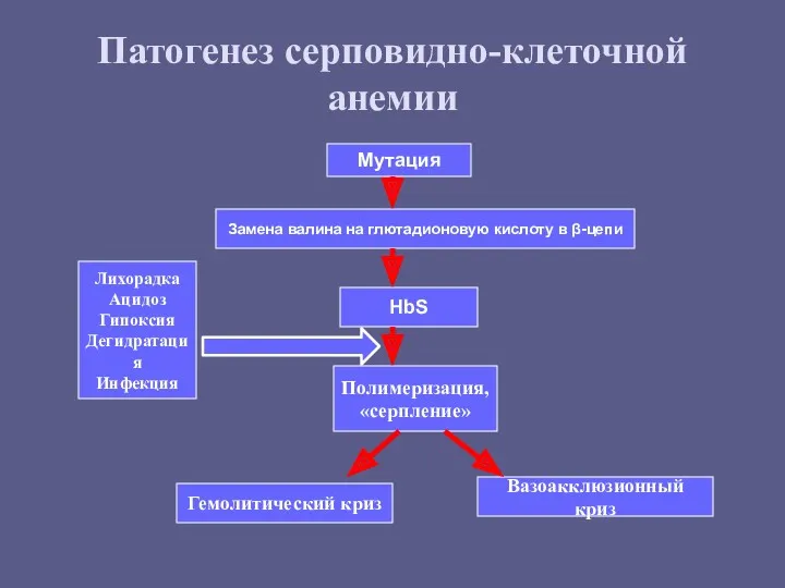 Патогенез серповидно-клеточной анемии Вазоакклюзионный криз Мутация Замена валина на глютадионовую