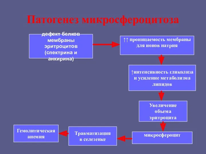 Патогенез микросфероцитоза дефект белков мембраны эритроцитов (спектрина и анкирина) ↑↑