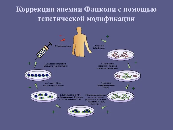 Коррекция анемии Фанкони с помощью генетической модификации