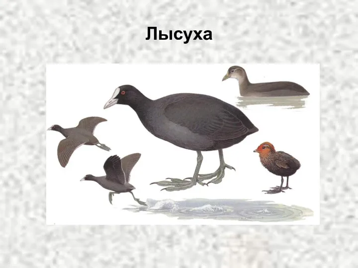 Лысуха