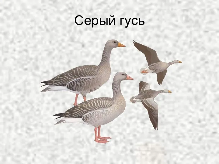 Серый гусь