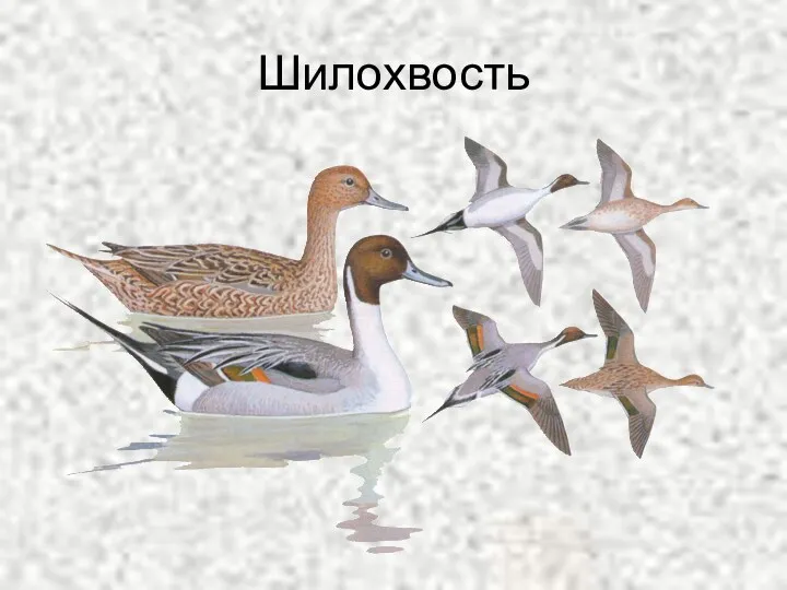 Шилохвость