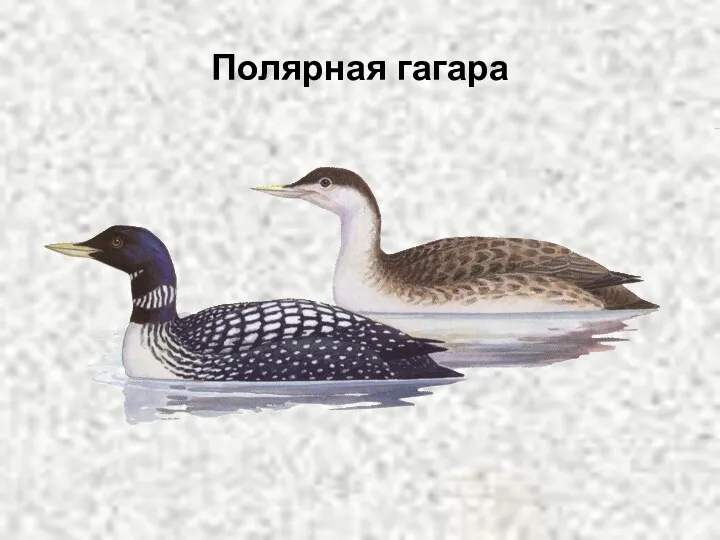 Полярная гагара