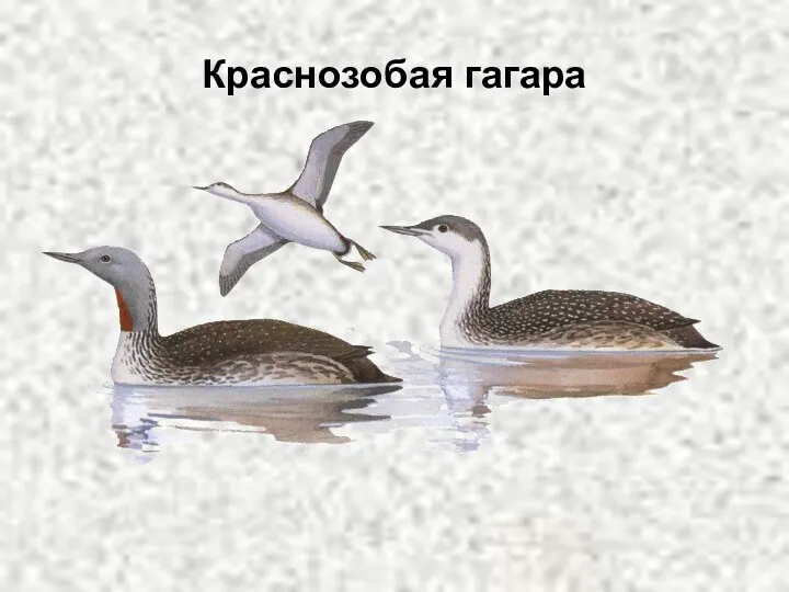 Краснозобая гагара