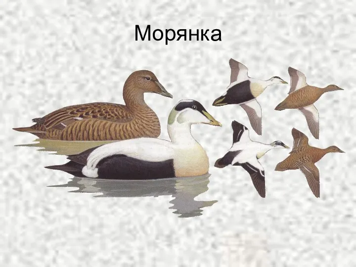 Морянка