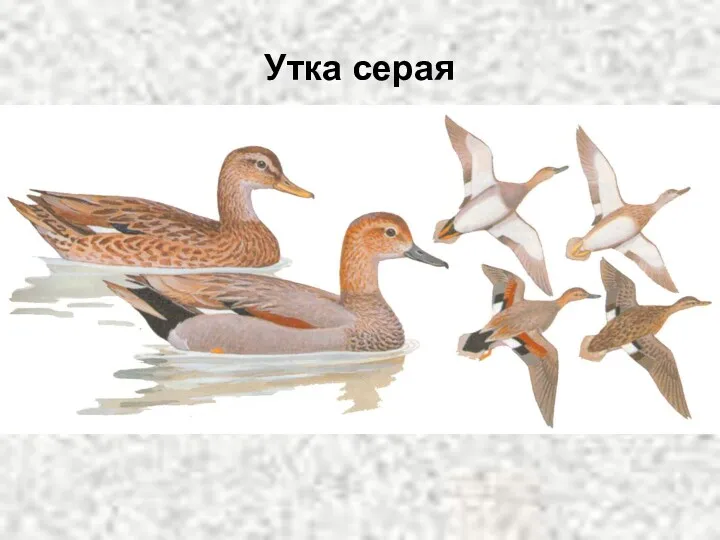 Утка серая