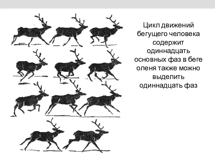 Цикл движений бегущего человека содержит одиннадцать основных фаз в беге оленя также можно выделить одиннадцать фаз