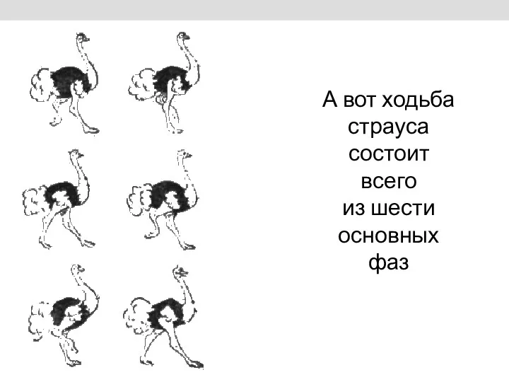 А вот ходьба страуса состоит всего из шести основных фаз