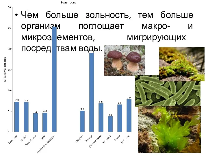 Чем больше зольность, тем больше организм поглощает макро- и микроэлементов, мигрирующих посредствам воды.