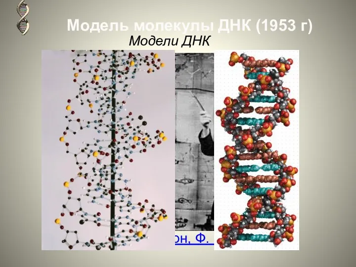 Дж. Уотсон, Ф. Крик Модель молекулы ДНК (1953 г) Модели ДНК