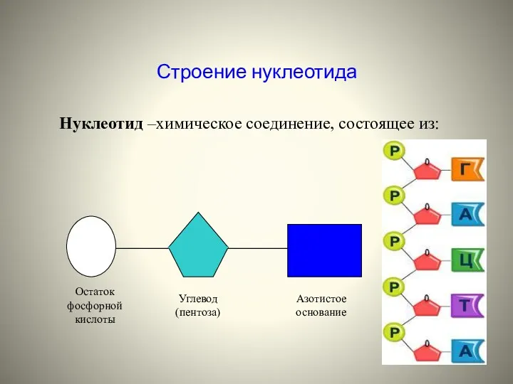 Строение нуклеотида Нуклеотид –химическое соединение, состоящее из: Остаток фосфорной кислоты Углевод (пентоза) Азотистое основание