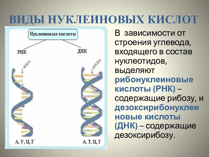 ВИДЫ НУКЛЕИНОВЫХ КИСЛОТ В зависимости от строения углевода, входящего в