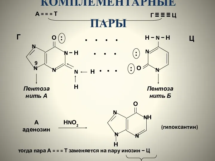 КОМПЛЕМЕНТАРНЫЕ ПАРЫ А = = = Т Г ≡ ≡