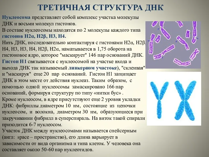 ТРЕТИЧНАЯ СТРУКТУРА ДНК Нуклеосома представляет собой комплекс участка молекулы ДНК