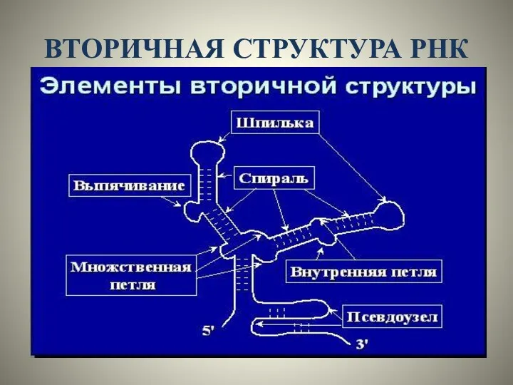 ВТОРИЧНАЯ СТРУКТУРА РНК