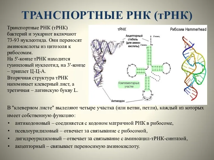 ТРАНСПОРТНЫЕ РНК (тРНК) Транспортные РНК (тРНК) бактерий и эукариот включают