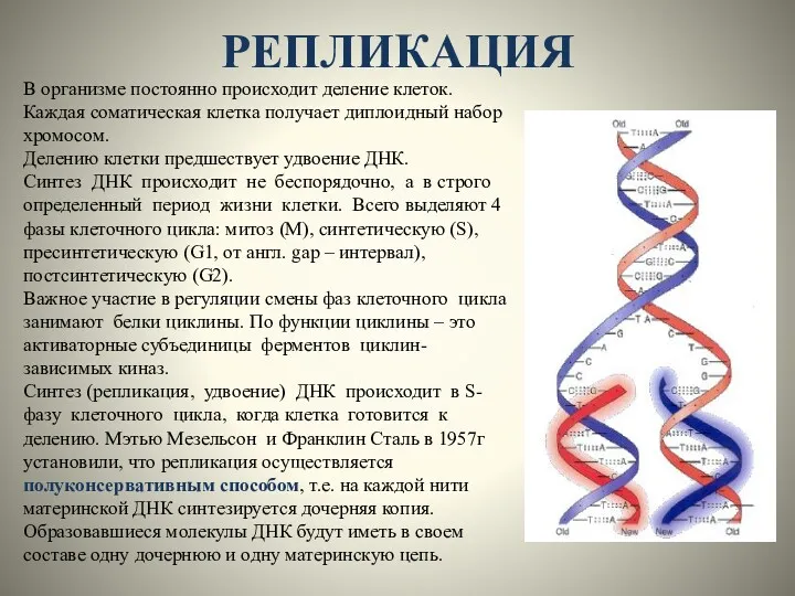 РЕПЛИКАЦИЯ В организме постоянно происходит деление клеток. Каждая соматическая клетка