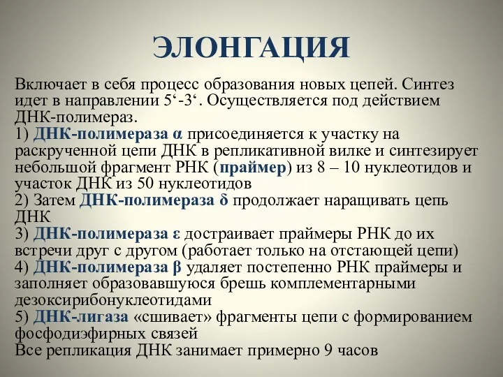 ЭЛОНГАЦИЯ Включает в себя процесс образования новых цепей. Синтез идет