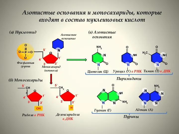 Азотистые основания и моносахариды, которые входят в состав нуклеиновых кислот