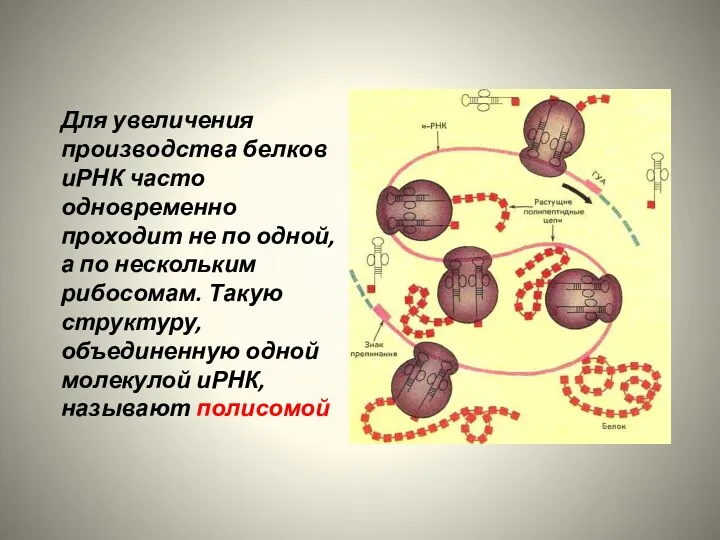 Для увеличения производства белков иРНК часто одновременно проходит не по