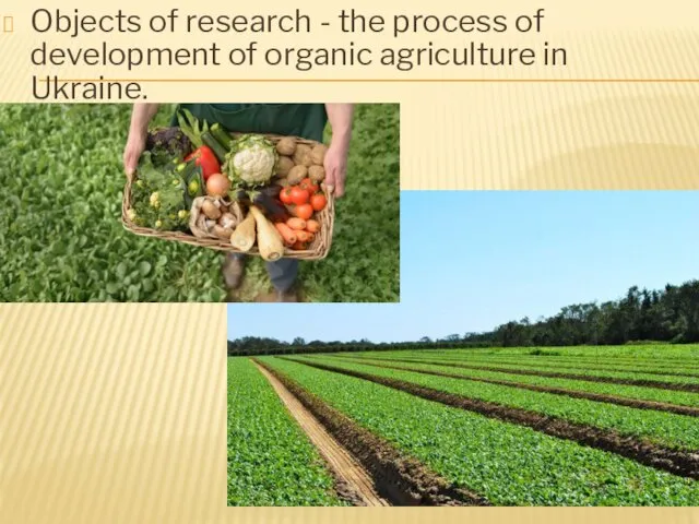 Objects of research - the process of development of organic agriculture in Ukraine.