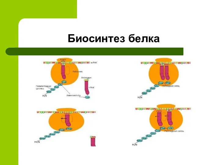 Биосинтез белка