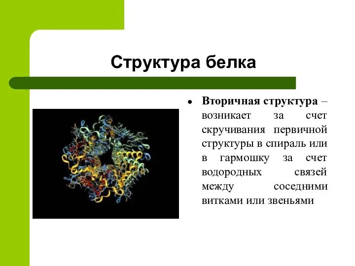 Структура белка Вторичная структура – возникает за счет скручивания первичной