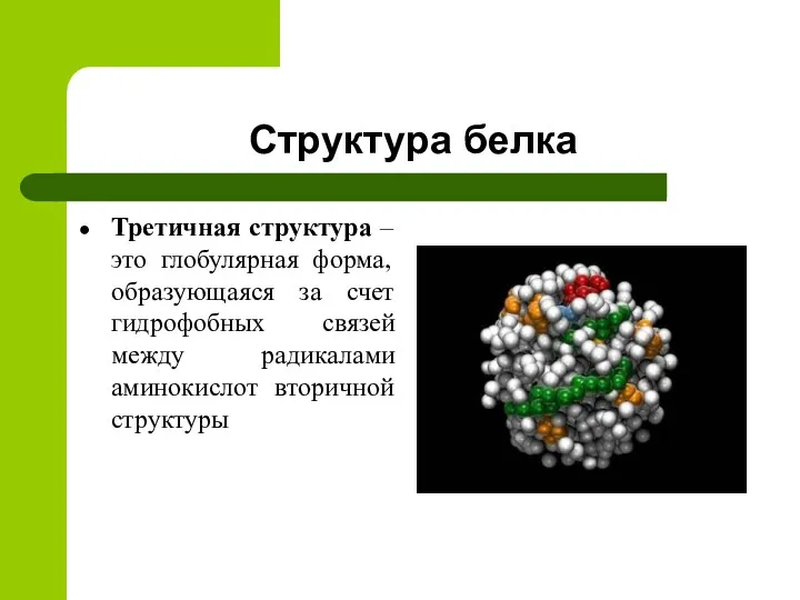 Структура белка Третичная структура – это глобулярная форма, образующаяся за