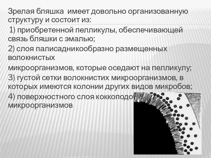 Зрелая бляшка имеет довольно организованную структуру и состоит из: 1)