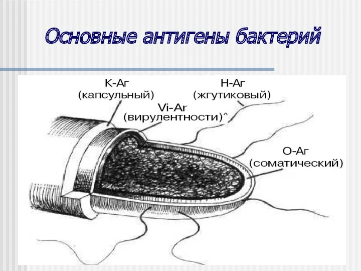 Основные антигены бактерий