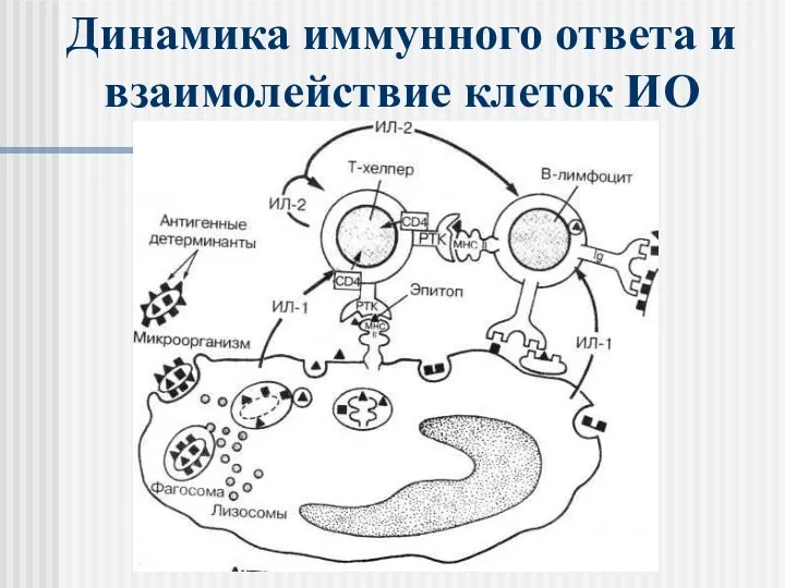 Динамика иммунного ответа и взаимолействие клеток ИО