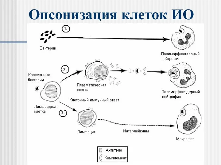 Опсонизация клеток ИО