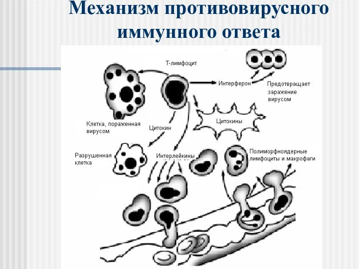 Механизм противовирусного иммунного ответа