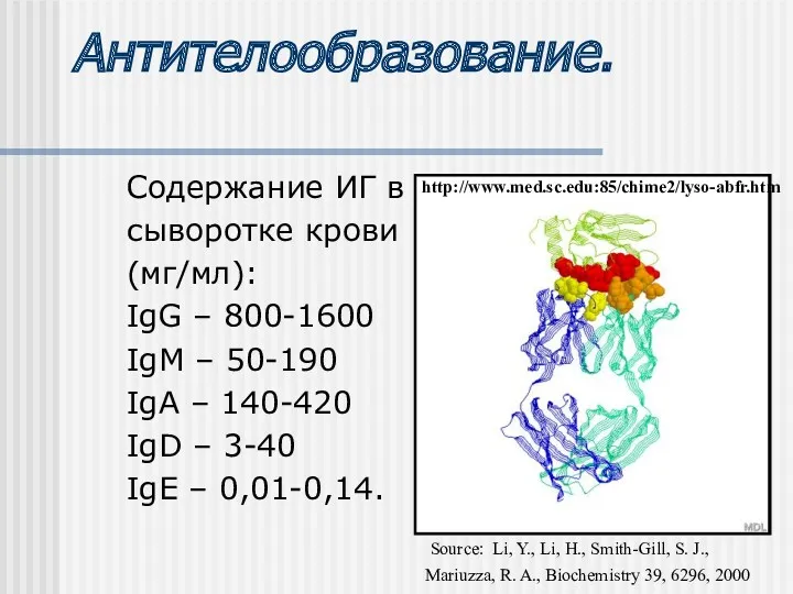 Антителообразование. Содержание ИГ в сыворотке крови (мг/мл): IgG – 800-1600