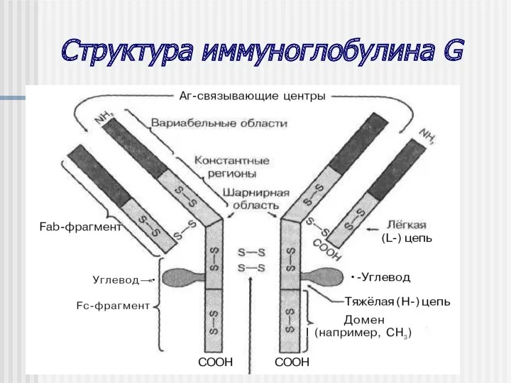 Структура иммуноглобулина G