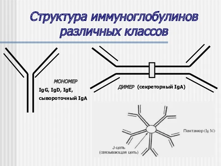 Структура иммуноглобулинов различных классов МОНОМЕР IgG, IgD, IgE, сывороточный IgA ДИМЕР (секреторный IgA)