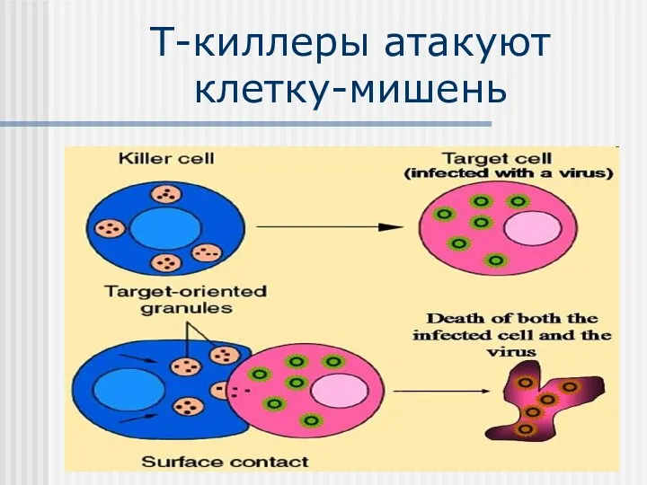 Т-киллеры атакуют клетку-мишень