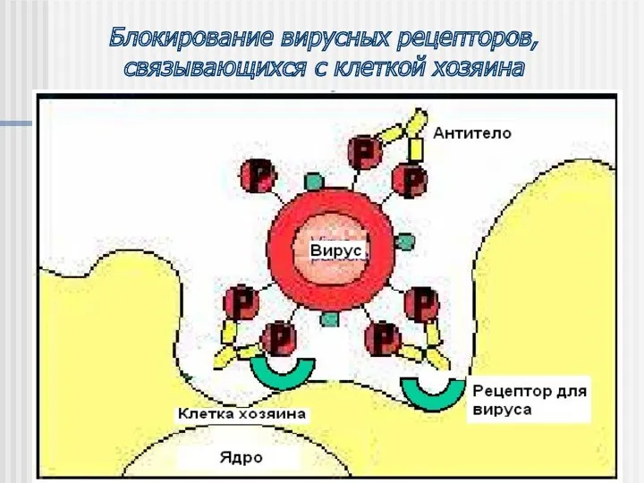 Блокирование вирусных рецепторов, связывающихся с клеткой хозяина