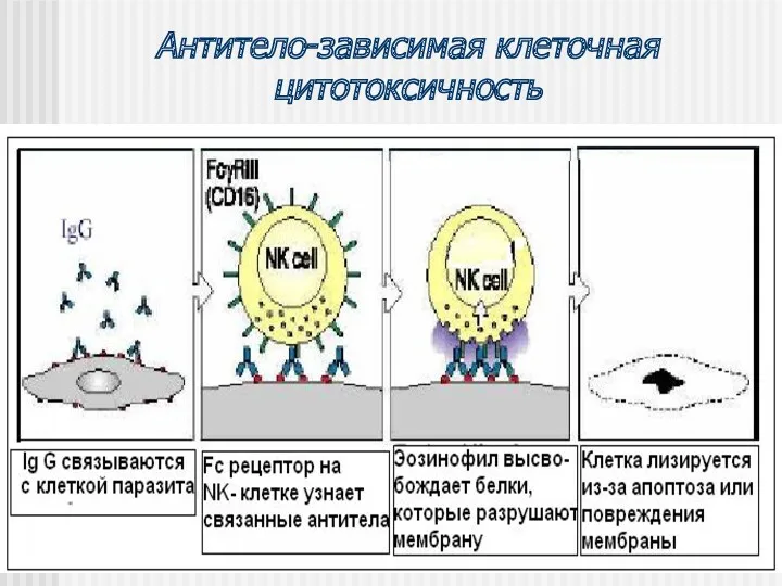 Антитело-зависимая клеточная цитотоксичность