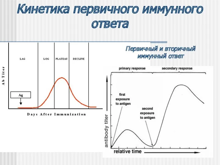 Кинетика первичного иммунного ответа Первичный и вторичный иммунный ответ