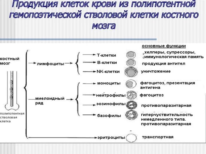 Продукция клеток крови из полипотентной гемопоэтической стволовой клетки костного мозга