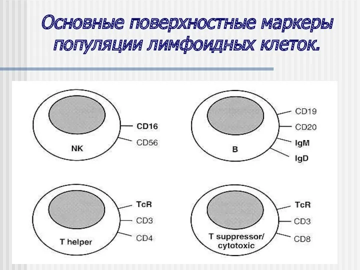 Основные поверхностные маркеры популяции лимфоидных клеток.