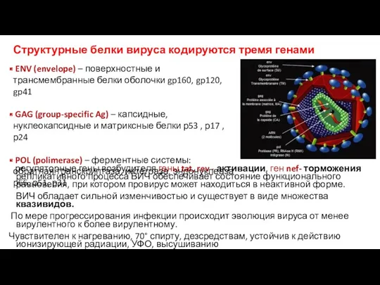 Структурные белки вируса кодируются тремя генами регуляторные гены возбудителя гены tat, rev -