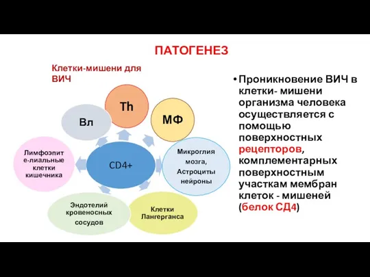 ПАТОГЕНЕЗ Проникновение ВИЧ в клетки- мишени организма человека осуществляется с помощью поверхностных рецепторов,